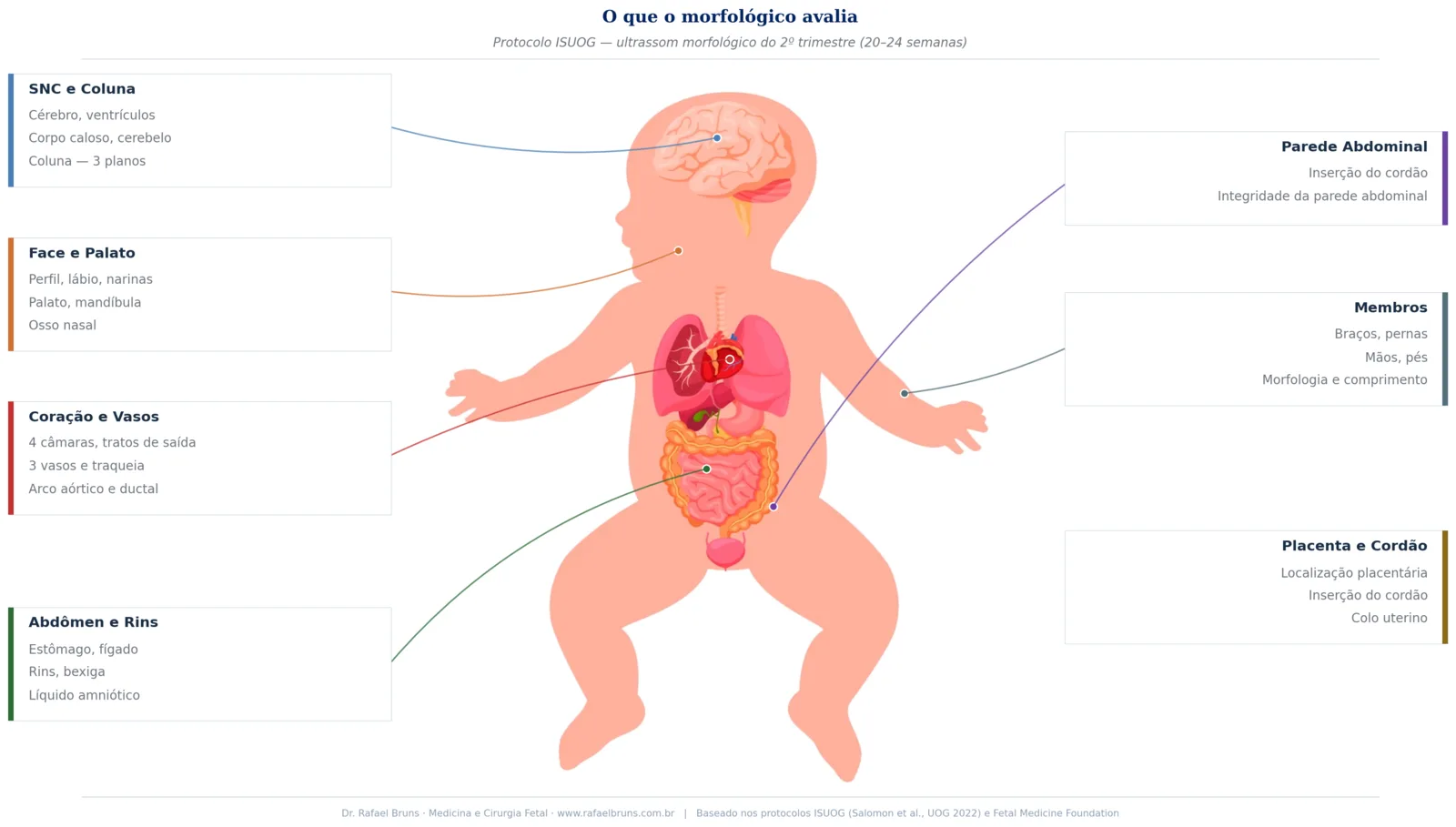 Diagrama mostrando os sete sistemas fetais avaliados no ultrassom morfológico: SNC, coração, face, abdômen, parede abdominal, membros e placenta