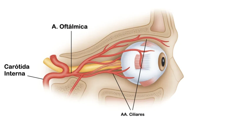 Anatomia da artéria oftálmica e da carótida interna — Doppler na predição de pré-eclâmpsia